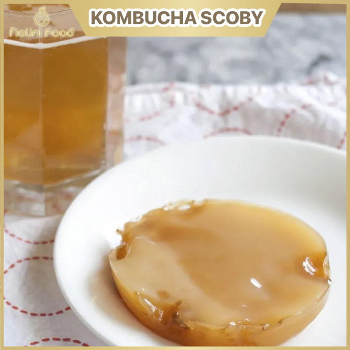 Kombucha SCOBY tốt cho sức khỏe, con giống thủy sâm làm trà
