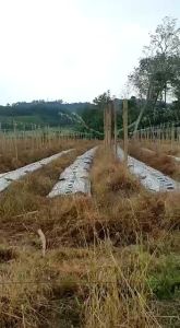 [6kgx3] KPS WEED CONTROL/kawalan rumpai 无公害除草剂