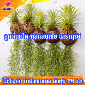 ทิลแลนเซียเปลี่ยนสีตามฤดูกาล  เคราฤาษี พร้อมด้วยลูกตีนเป็ด ไม้ฟอกอากาศ ดักฝุ่น สวยๆ ชุดสุดคุ้ม