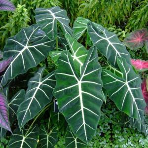 Alocasia Frydek (Alocasia micholitziana Frydek) -  - Pokok Alocasia Beludru Frydek - अलोकेसिया फ्रायडेक Alocasia Frydek – Velvet Leaves Striking Veins Compact Aroid Collector’s Choice Indoor Foliage LIVE PLANT