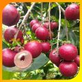 Bibit kelengkeng merah lengkeng ruby longan hasil stek okulasi cepat berbuah. 