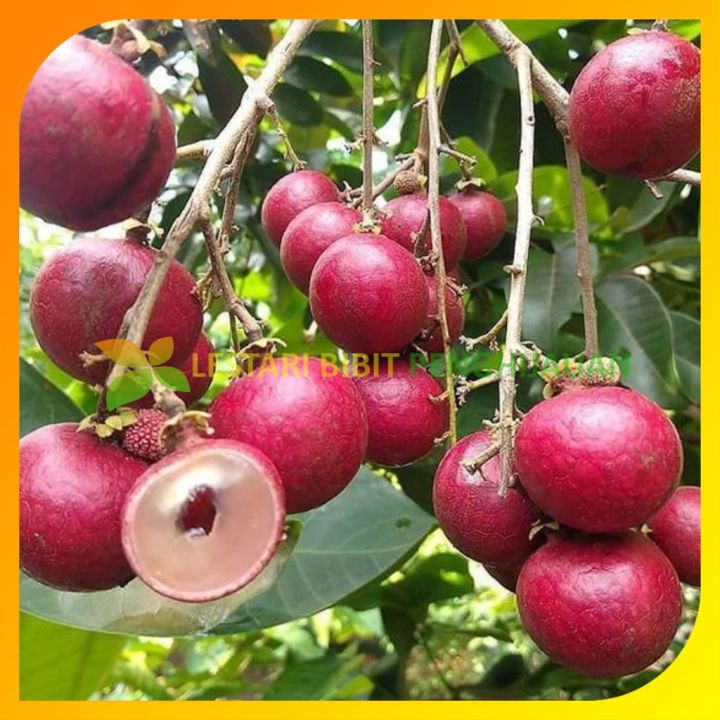 Bibit kelengkeng merah lengkeng ruby longan hasil stek okulasi cepat berbuah