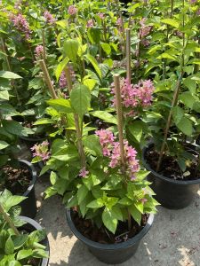 อเมริกันบิวตี้ ต้นอเมริกันบิวตี้ Ruspolia seticalyx Pink Ruspolia Prickly Bush Ruddy Rose