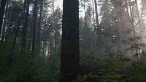 แปรงผม SHASH Classic German First Cut 100% ขนหมูป่า ตั้งแต่ปี 1869 - ปรับสภาพเส้นผม ปรับปรุงเนื้อสัมผัส ขัดหนังศีรษะ