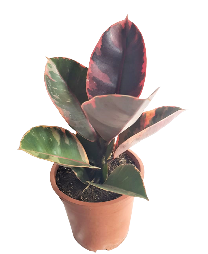 Rubber Tree 'Ruby' (Ficus elastica) (1 Pc) Plus FREE 1 pc. Philodendron or Pothos cutting randomly picked by Seller