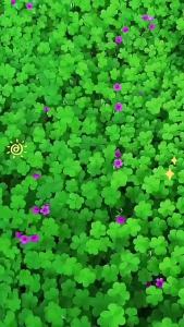 ขายลัคกี้โคลเวอร์ สี่ฤดู ปลูกง่าย รับประกันการงอก โคลเวอร์ขาว สี่ฤดู เขียวตลอดฤดู ทนความเย็น สนามหญ้า