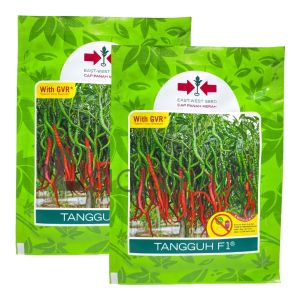 Benih Cabe Cabai Keriting TANGGUH F1 Isi 2000 Butir Cap Panah Merah
