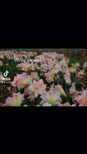 Củ giống lan huệ.lan huệ khép. lan huệ nhâp(5 màu)