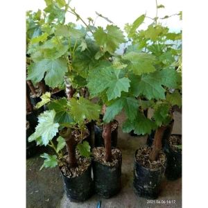 Promo 5 Bibit Buah Anggur Manis Lokal - Ukuran 30 cm