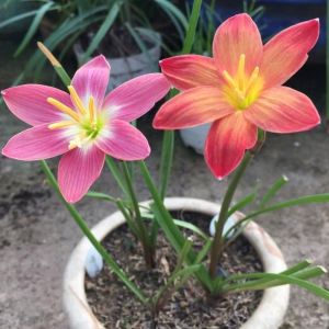 Combo 20 Củ giống hoa huệ mưa hoa màu hồngcủ tóc tiên củ ngãi nàng mơn