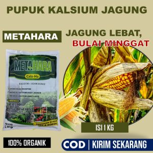 Pupuk Anti Karat Daun Jagung - METAHARA Anti Bulai jagung isi 1 KG - Obat Tanaman Jagung Sehat Anti Penyakit Lecah Daun Penyakit Bercak Daun Jagung Atasi Bulai Jagung Hawar Daun Jagung Karat Daun Jagung Busuk Pangkal Batang Jagung