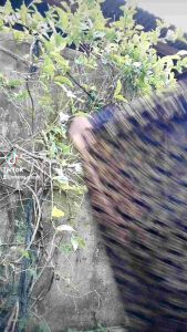 KAIN BATIK SONGKET LEPUS KOTAK PRADA MELAYU PALEMBANG BUGIS