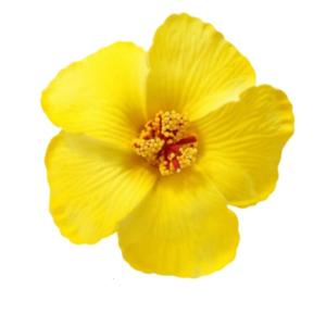 Hawaiian Styles Flower Hair Barrette For Women And Girl Nonslip Side Clip For Beach Parties And Spring Photography