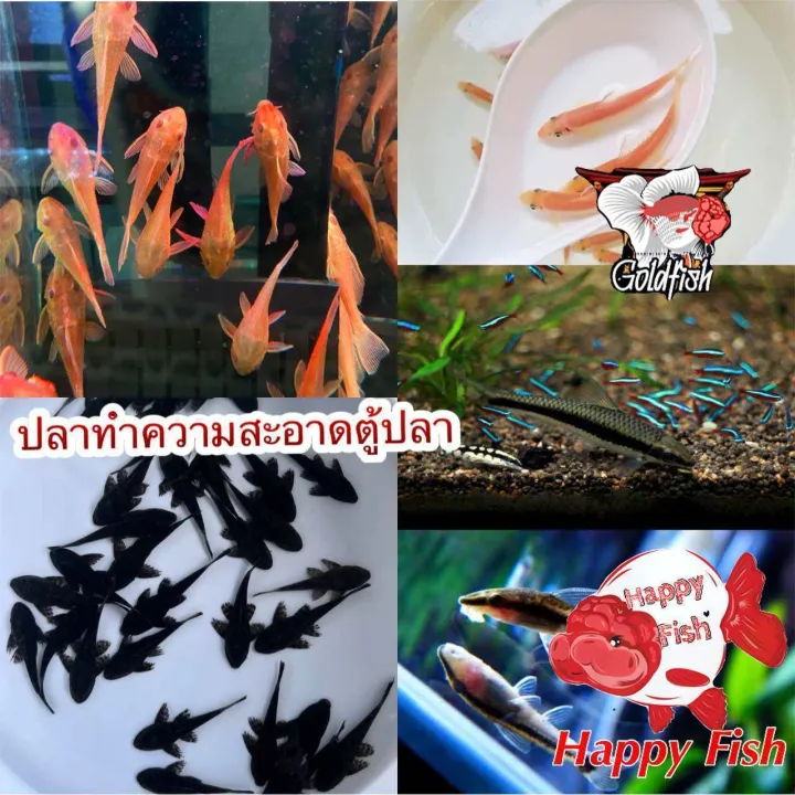 เครื่องช่วยทำความสะอาดตู้ปลา เก็บกินตะไคร้น้ำ ช่วยเก็บเศษอาหารก้นตู้ มี ...