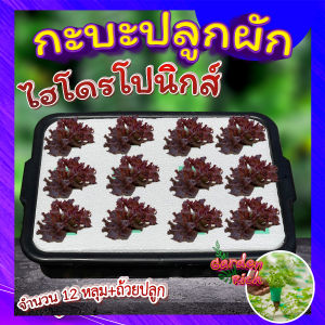 กะบะปลูกผักไฮโดรโปนิกส์ 🍂 ขนาด 12 หลุมพร้อมถ้วยปลูก กระบะปลูกผัก hydroponic ปลูกผักสลัด กระบะปลูกสลัด💦 Garden_rich