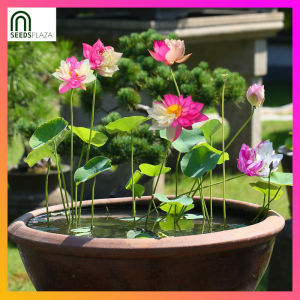 SeedsPLAZA™ - Lotus Water Lily Seeds (6 Seed) Mixed Flower for Planting Bonsai Hydroponic Plant