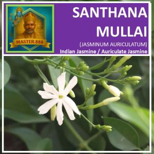 LIVE PLANT : BUY SANTHANA MULLAI (முள்ளை) JASMINUM AURICULATUM + FREE 1 PLANT OF YOUR CHOICE