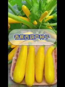 香蕉西葫芦种子营养好吃阳台盆栽黄金西葫芦种子大全四季蔬菜种子