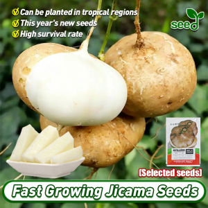 [Selected Seeds] 100% Authentic Jicama Seeds for Planting Vegetables Plants (Fast Growing Seeds) Fresh Organic Pachyrhizus erosus Seeds Sweet potato seeds Organic Vegetable Mexican Yam Bean Root Seedsato Seeds Potted Indoor Potted Live Plant Seeds