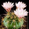 Plants Center พร้อมส่ง(yongjw)กระบองเพชร แคคตัส cacuts Gymnocalycium eurypleurum/ยิมโนคาลิเซียม ยูริเพิลรัม grafting ไม้ตัดกราฟ 8-9cm. 