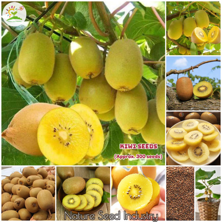 [High Germination] High Quality Kiwi Seeds for Sale (Approx. 300 seeds ...
