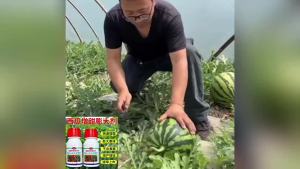 💗🙋‍♀️💗西瓜增甜剂甜蜜素西瓜叶面肥西瓜增甜膨大素增甜肥降酸增甜防裂畸