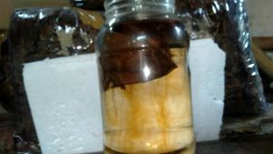 Daun ketapang laut Beli 1 gratis 1 siap pakai THE BEST