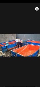 TERPAL IKAN 200x250x50 CM  A12 TEBAL BAHAN KOREA ASLI/TERPAL KOTAK/TERPAL UNTUK KOLAM LELE