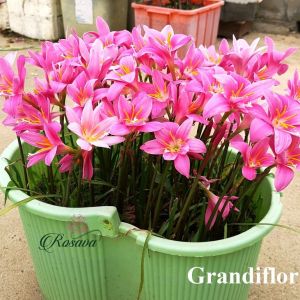 1kg Củ hoa huệ mưa hoa màu hồng-trồng quanh năm nhanh ra hoa