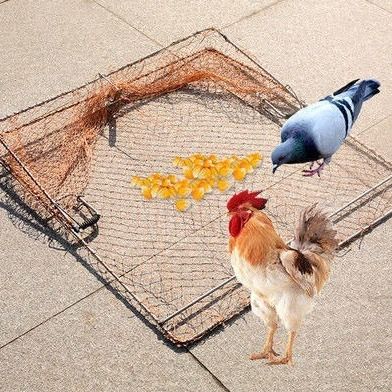 Before me กับดักไก่ดักนก โครงเหล็กแข็งแรง ขนาด 50x60ซม.
