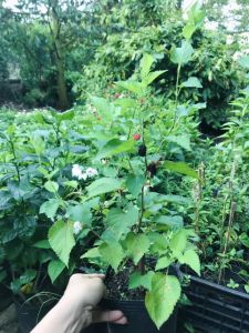 Cây dâu tằm sai trái