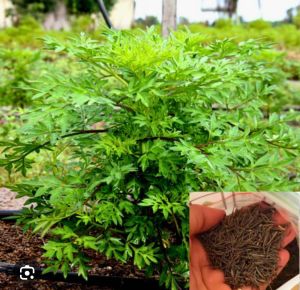 Hạt giống rau sao nhái rừng ( Gói 20 Hạt ) rất dễ sống có thể trồng quanh năm và thích nghi tốt với nhiều loại đất