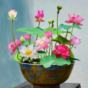 Lotus seeds莲花种子 water lilies bowl lotus 水培土培植物 睡莲碗莲lotus seeds bloom all year round hydroponic plants are easy to grow﻿ 荷花籽四季开花水培植物易种