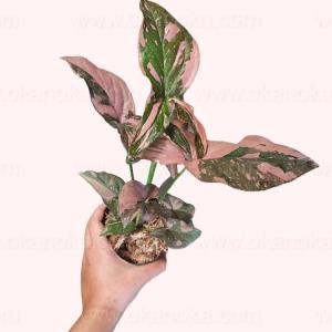 Syngonium ‘Pink Splash’ - - Pokok Syngonium Bercorak Merah Jambu - सिंगोनियम पिंक स्प्लैश Vibrant Syngonium Pink Splash – A Stunning Variegated Aroid Easy Indoor Plant Colorful Foliage Compact & Stylish LIVE PLANT
