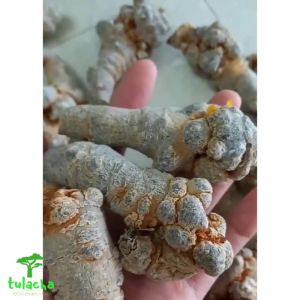 Tam thất hoang tam thất rừng tự nhiên vùng núi cao Tây Bắc. Tam thất củ khô loại thượng hạng cao cấp.