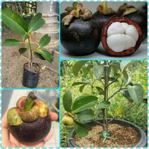 BIBIT TANAMAN MANGGIS SUPER 🌱Varietas Dapatkan Harga Bibit Manggis Terbaik Dengan Kualitas Premium Cukup Umur Akar Kuat Sehat Dan Siap Tanam. Ribuan Bibit Telah Terkirim Ke Seluruh Indonesia cocok Untuk Tabulampot Atau Perkebunan.Pemesanan Bisa COD
