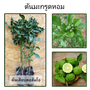 ต้นมะกรูด สมุนไพรไทยนอกจากคั้นน้ำเอามาปรุงรสชาติอาหาร และทำขนมไทย