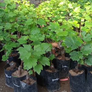 Paket Murah 3 Bibit Anggur Isabell Batang Merah Hitam Hijau