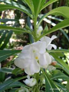 Balsam Kamantigue Snow White Flower  Garden Plant 10  Seeds