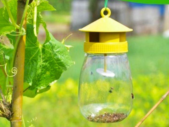 Penggunaan perangkap feromon untuk mengendalikan lalat buah