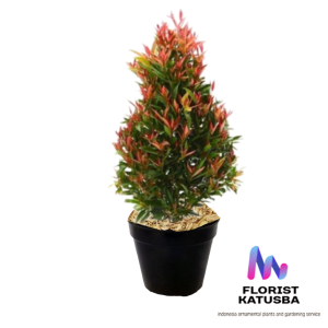 tanaman hias outdour pucuk merah tinggi 25 cm