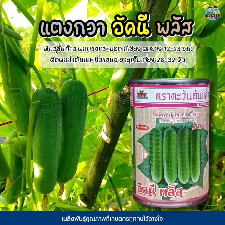 เมล็ดแตงกวา อัคนี พลัส เก็บเกี่ยวเร็ว ผลดก