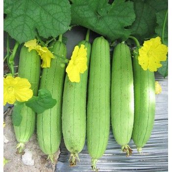 H%E1%BA%A1t%20gi%E1%BB%91ng%20M%C6%B0%E1%BB%9Bp%20R%E1%BB%ABng-%20M%C6%B0%E1%BB%9Bp%20%C4%91%E1%BA%A5t(%20g%C3%B3i%2030%20h%E1%BA%A1t).%20T%E1%BB%B7%20l%E1%BB%87%20n%E1%BA%A9y%20m%E1%BA%A7m%20cao.%20Sai%20tr%C3%A1i,%20kh%C3%B4ng%20b%E1%BB%8B%20ru%E1%BB%93i%20v%C3%A0ng%20%C4%91%E1%BB%A5c%20qu%E1%BA%A3,%20th%C6%A1m%20ngon%20b%E1%BB%95%20d%C6%B0%E1%BB%A1ng,%20gi%E1%BA%A3i%20nhi%E1%BB%87t%20c%C6%A1%20th%E1%BB%83...%20-%20Image%202