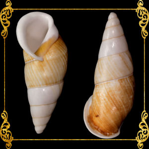 5 Pieces | Snail | Landsnail | Long | Amastra Cylindrica | 1.5 - 2 Inches