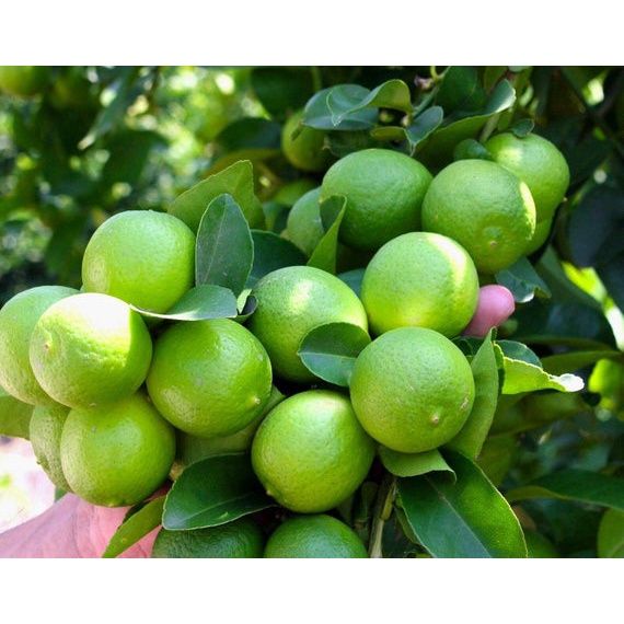 Cây giống Chanh Giấy Limca (chuẩn giống - siêu sớm trái) | Lazada.vn