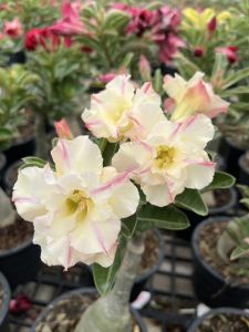 ชวนชม ฮอลแลนด์ เลือกดอกสีสวยๆได้ Adenium Obesum