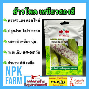 ผักซอง ศรแดง ข้าวโพด เหนียวสองสี หมดอายุ 22/05/2568 จำนวน 20 เมล็ด/ซอง เมล็ดพันธุ์ ลอตใหม่ งอกดี ปลูกง่าย โตไว อร่อย รสชาติ เหนียว นุ่ม npkplant