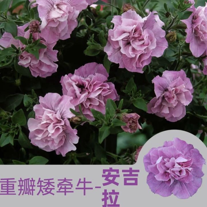 Double petal dwarf morning glory seeds | Flower seeds 重瓣矮牵牛种子|花卉种子 ...