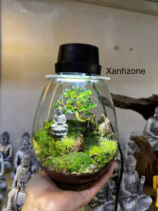 Bình Terrarium quà tặng trang trí mosslight terrarium bình terrarium