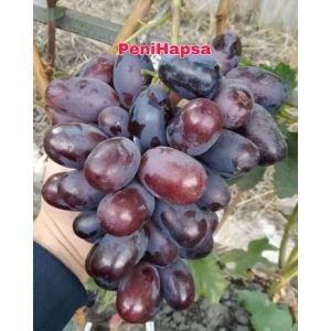 Bibit Anggur Import Alvika Stek Grafting